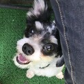 【里親決定】小型犬mix①りむ君