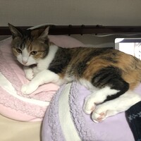 ごま