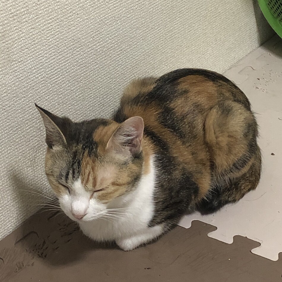 ごまのカバー写真