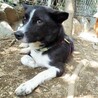 犬付き合いばっちりのイケメン君。短足ですが・・。 サムネイル2