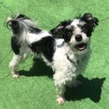 【里親決定】小型犬mix②まう君