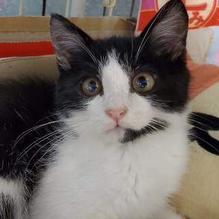 モフモフかわいいハチワレ男子『クロシーニくん』