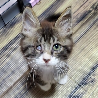 ハイテンションならいおんボーイ