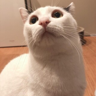 可愛い声でお返事できます★人間だいすき！