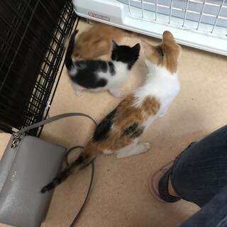 気付けば4ニャン(〃ω〃)