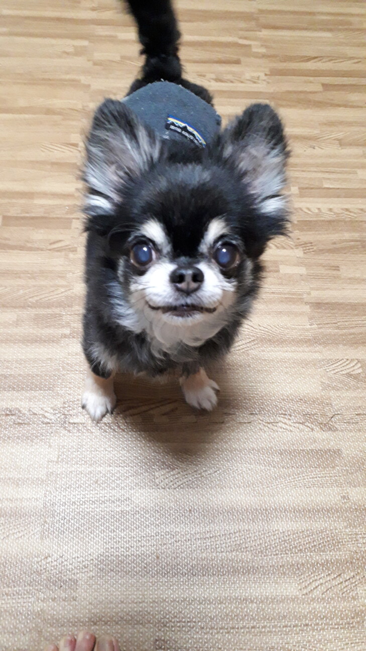 明るいチワワさん 楽 9才 神奈川県 犬の里親募集 ペットのおうち 月間利用者150万人