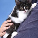 仔猫　メス　避妊済み