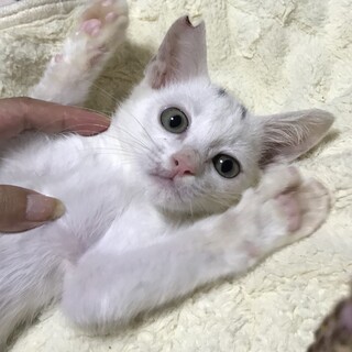 マロ眉がチャームポイントのゴロスリ白猫