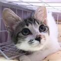 おっとり癒し系甘えん坊の三毛ヒメちゃん