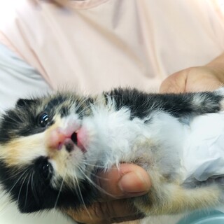 【❗急募❗】捨て猫保護  ミケちゃん生後2週間