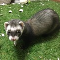 フェレット♂里親様募集中