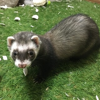 フェレット♂里親様募集中