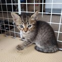 可愛いボクをもらってください