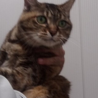 穏やかなシニアちゃん