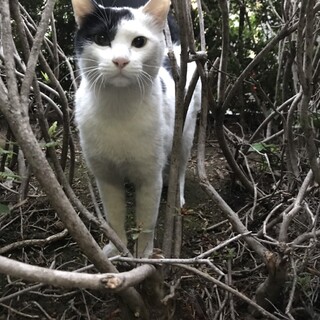 1匹飼い希望❗️空気読めない君