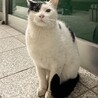 1匹飼い希望❗️空気読めない君 サムネイル2
