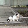 1匹飼い希望❗️空気読めない君 サムネイル3