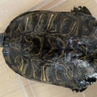 ミシシッピアカミミガメ