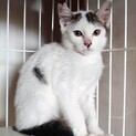 3,4ヶ月の身体がほとんど白で尾が黒い仔猫
