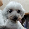 マルチーズの女の子