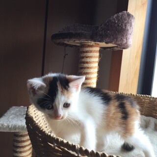 三毛猫♀キジトラ♀1ヶ月半弱