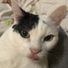 にゃあごん