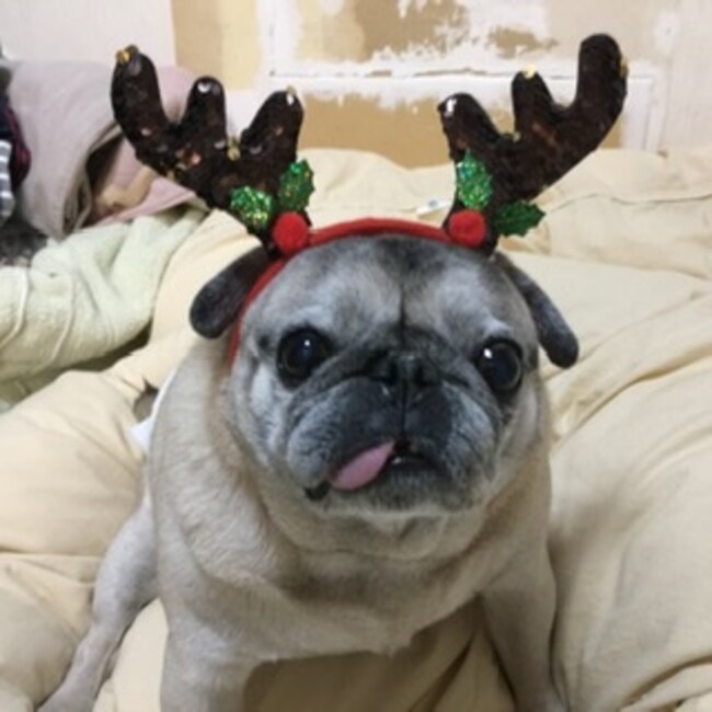 にゃあごんのカバー写真