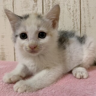 家族が出来ました♡白三毛子猫みけりん♀