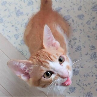 とっても甘えん坊な人大好きっ子