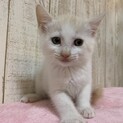 家族が出来ました♡白茶かつおぶし♂
