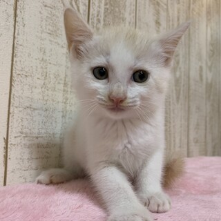 家族が出来ました♡白茶かつおぶし♂