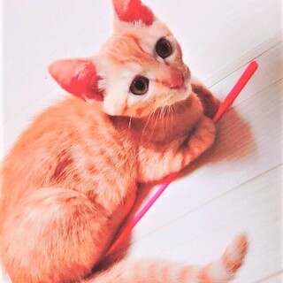 のんびり乙女チックなおっとりくん