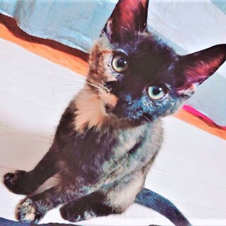 気付くとそばに甘えにくるお転婆ちゃん