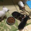 子猫4匹