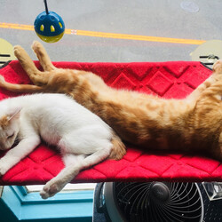 ユイちゃんはチクるのが大好きな陰湿な女の子