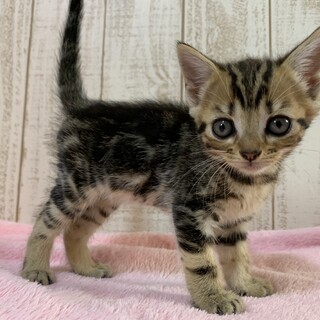 家族が出来ました♡茶系キジ子猫♀ぴーにゃっつ