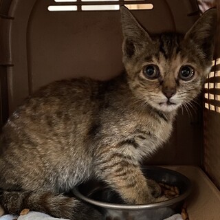 キジトラ(麦わら)ちびちゃん♀2ヶ月