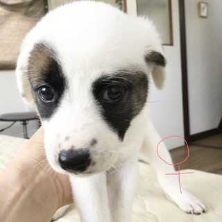 生後１ヶ月の女の子です