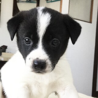 生後１ヶ月の女の子です