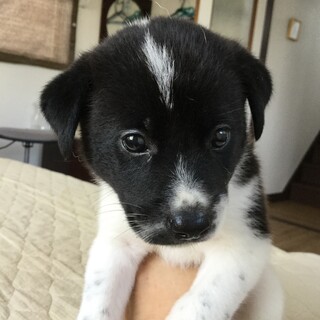 生後１ヶ月の男の子です