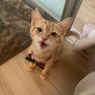 チャトラの男の子4ヶ月/人見知りせず人間大好き。