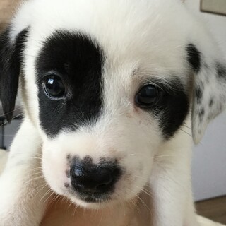 生後１ヶ月の女の子です