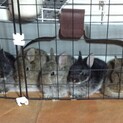 ネザー系ミニウサギ生後2ヶ月です
