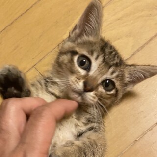 キジトラ♀2ヶ月　8/8Terra里親会に参加