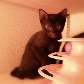 甘えん坊で可愛い空くん2ヶ月