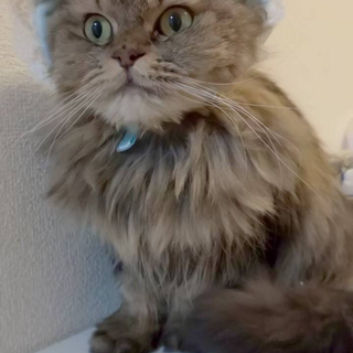 猫はあんまり得意じゃない長毛みーちゃん
