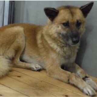 団体様より引出し完了。成犬♂前足負傷