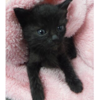 里親様に迎えられました。子猫♀098