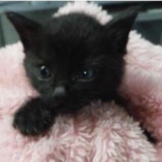 里親様に迎えられました。子猫♀099