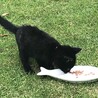 子猫の里親募集 サムネイル3